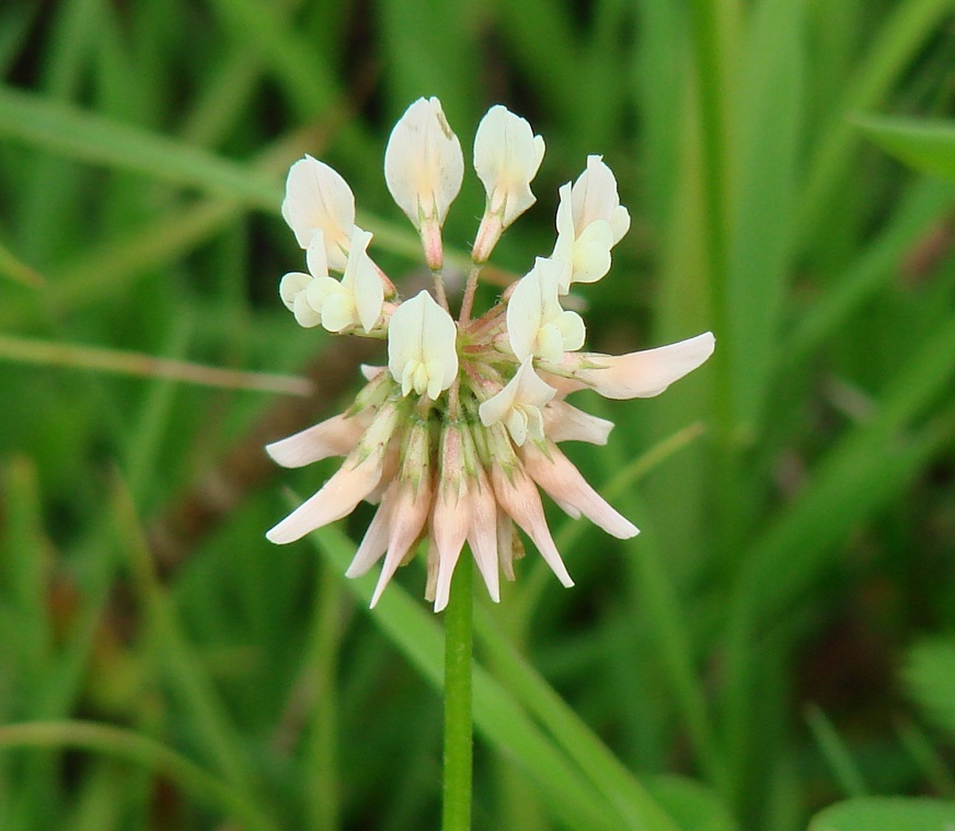 Изображение особи Trifolium hybridum.