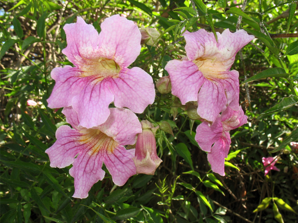 Image of Podranea ricasoliana specimen.