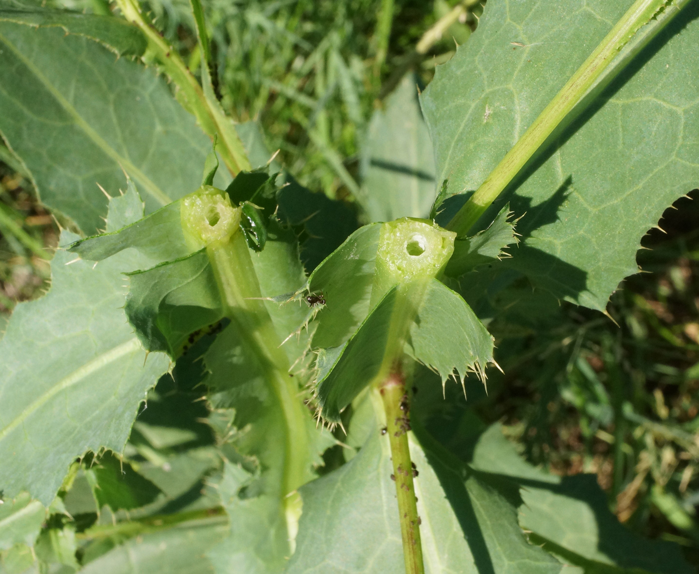 Изображение особи Cirsium alatum.