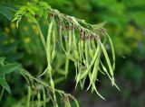 Sophora flavescens