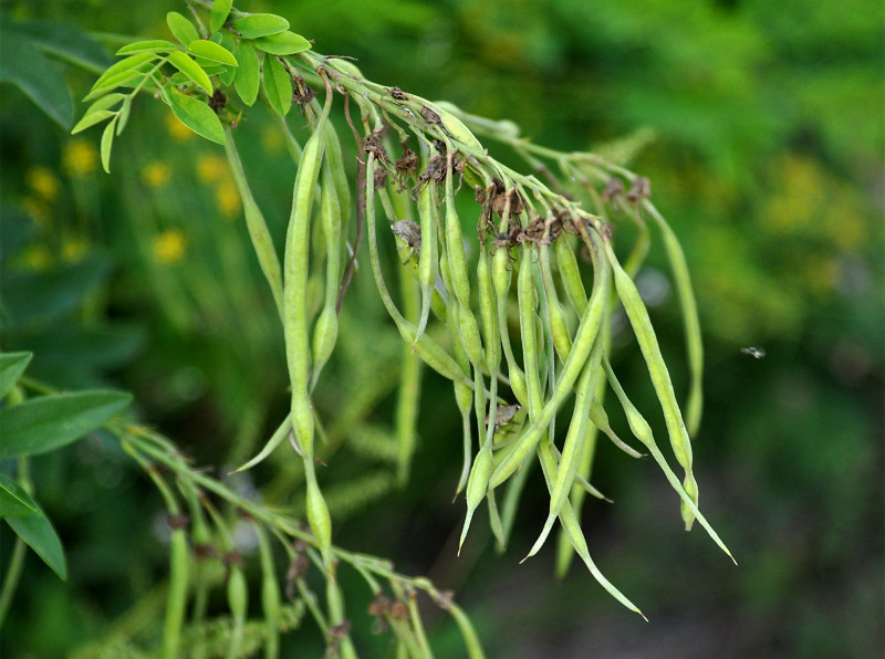 Изображение особи Sophora flavescens.