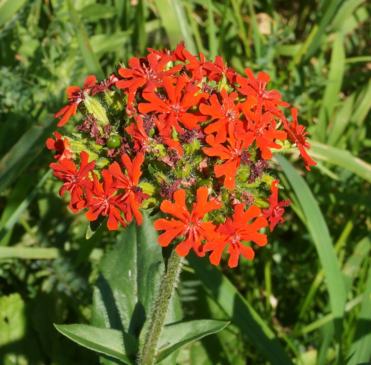 Изображение особи Lychnis chalcedonica.