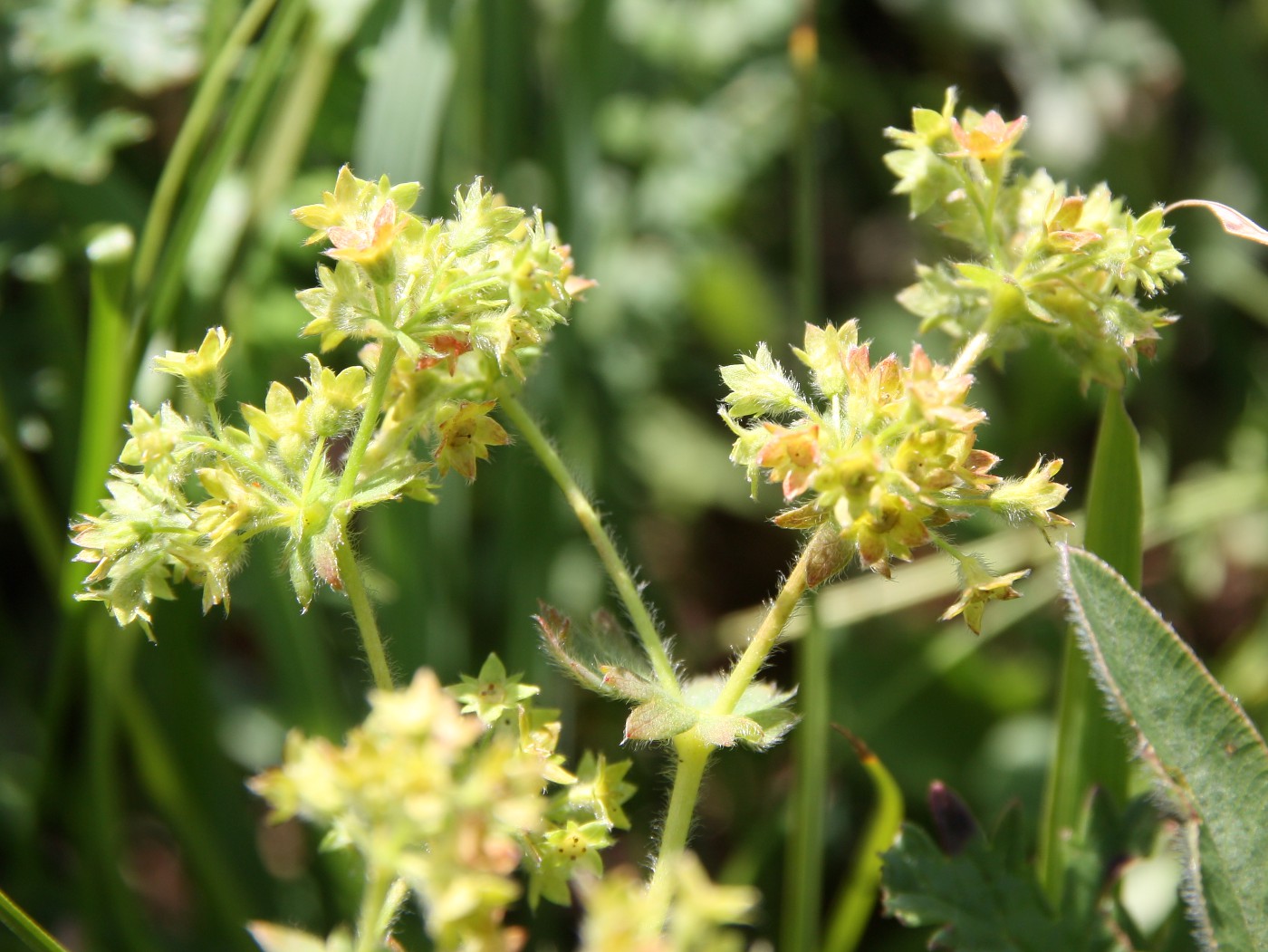 Изображение особи Alchemilla taurica.