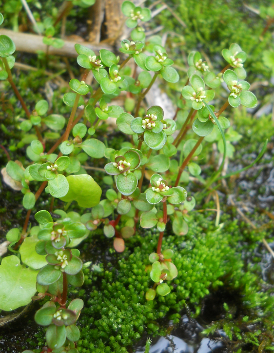 Image of Koenigia islandica specimen.