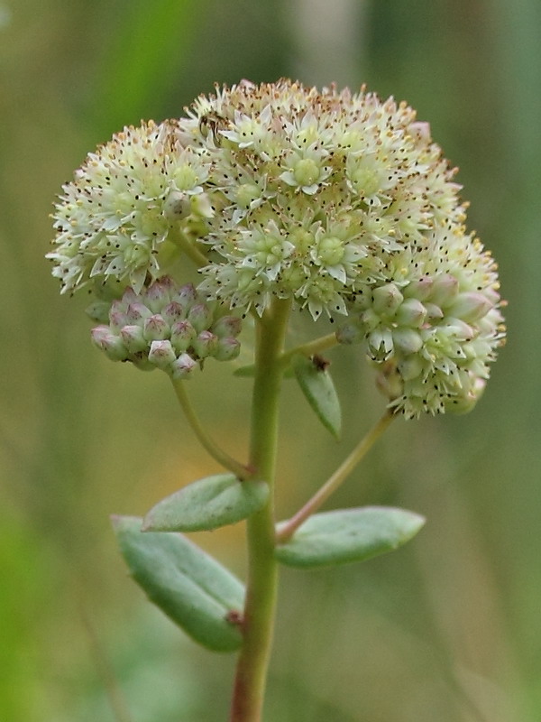 Image of Hylotelephium maximum specimen.