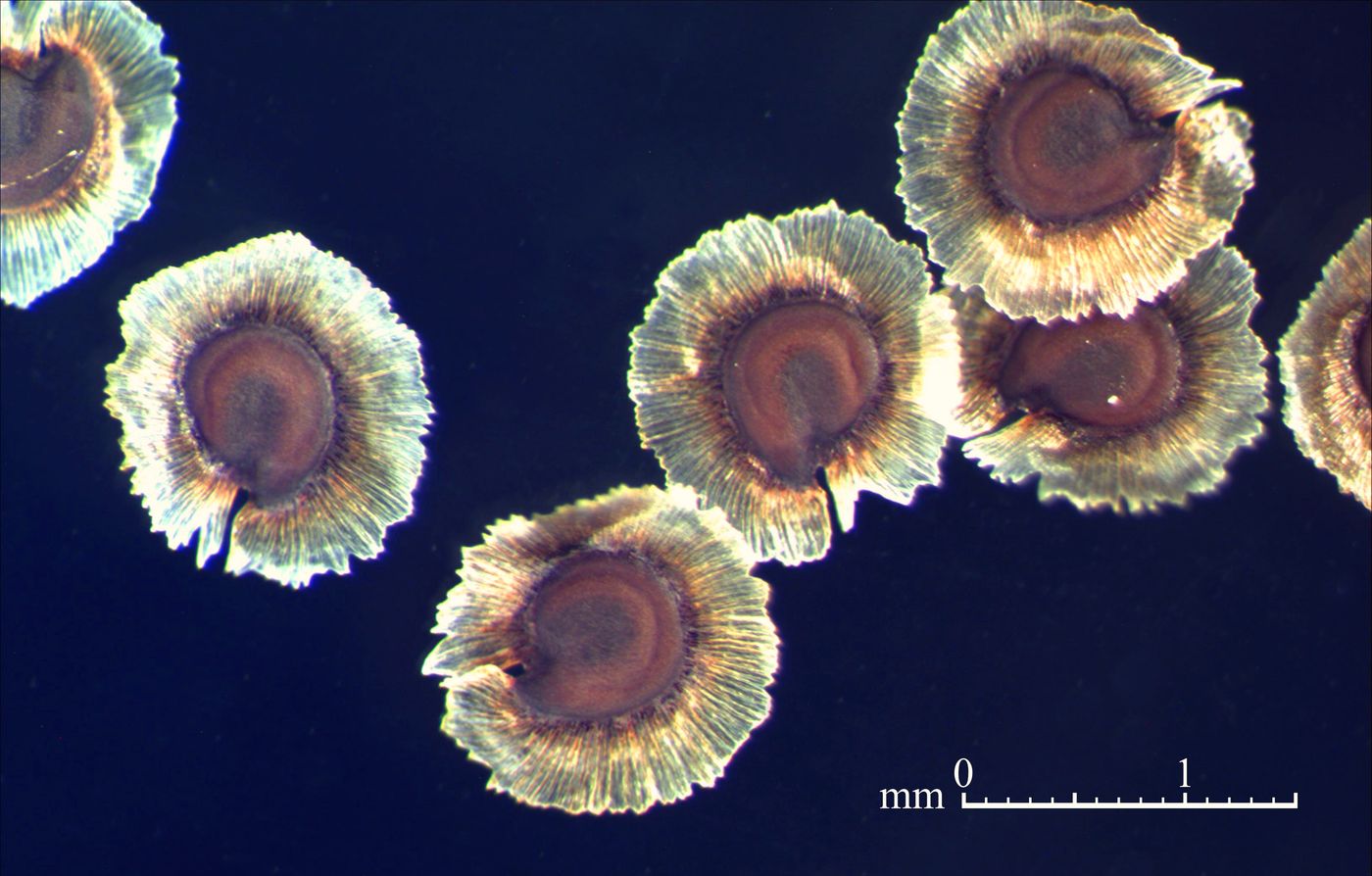 Image of Spergularia media specimen.