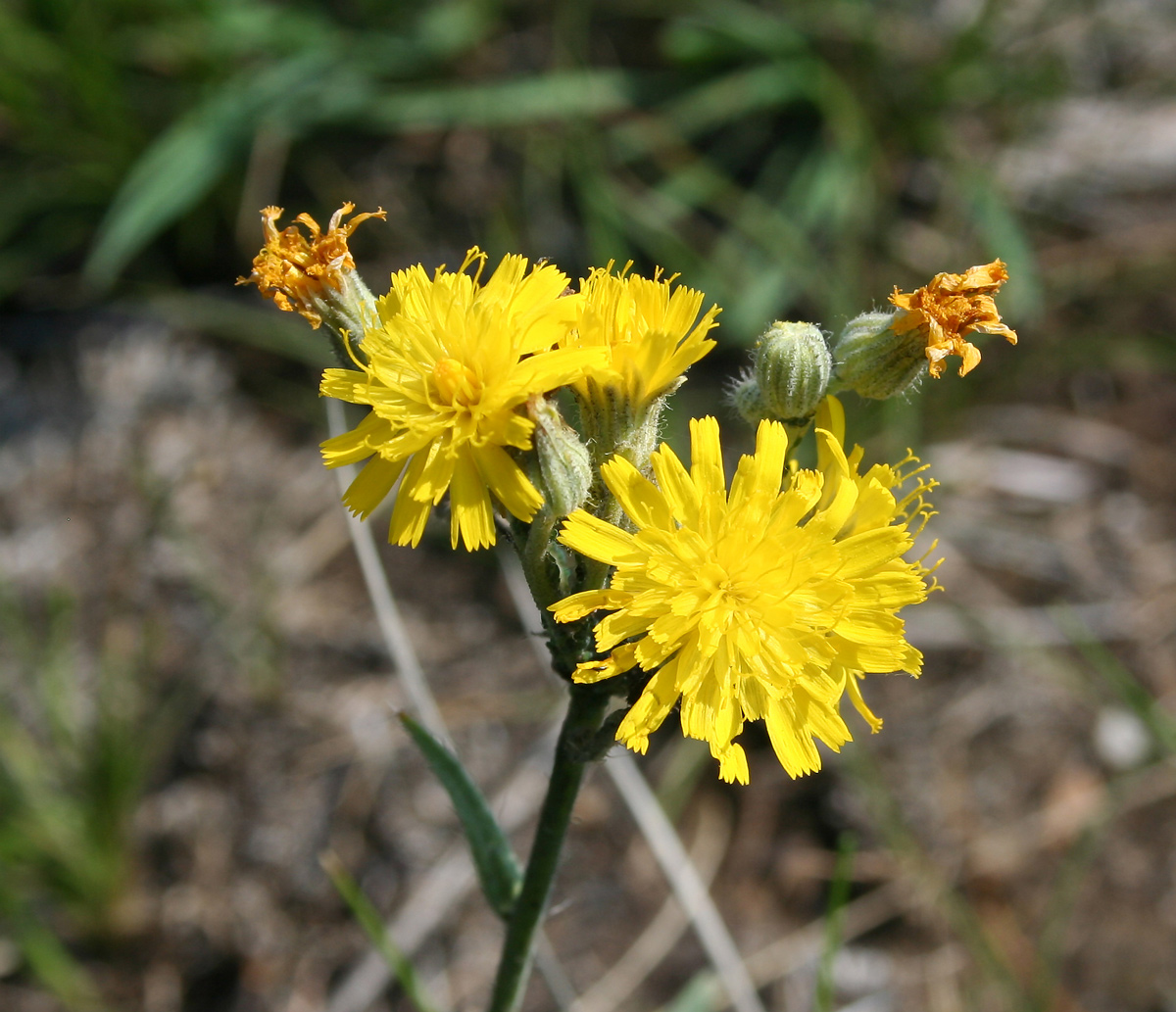 Изображение особи Pilosella echioides.