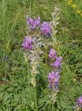 Astragalus onobrychis