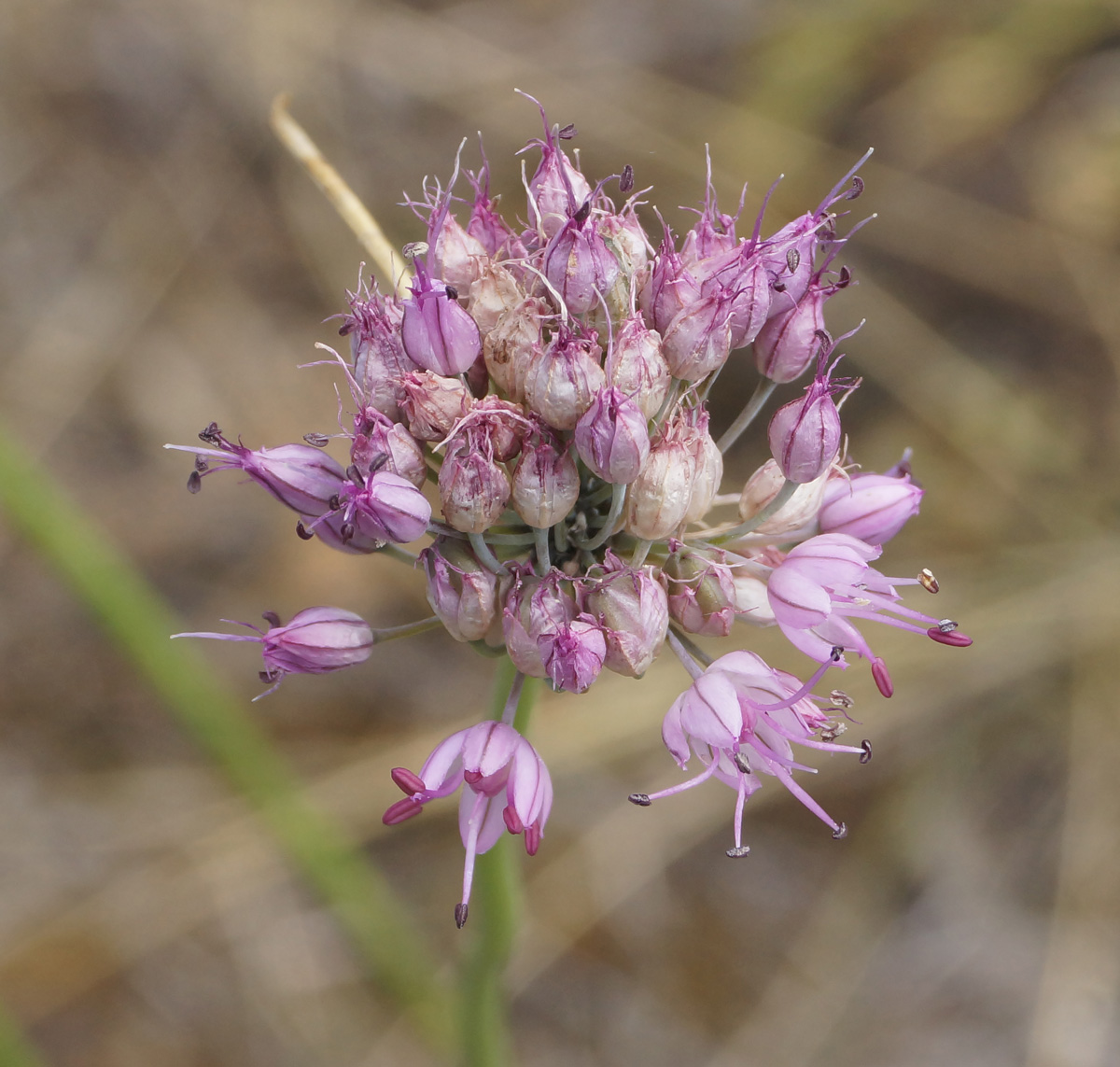Image of Allium montanostepposum specimen.