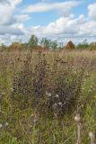 Inula salicina. Куртина плодоносящих растений на суходольном лугу на известняке. Ленинградская обл., Ломоносовский р-н, окр. дер. Глядино. 20.09.2015.