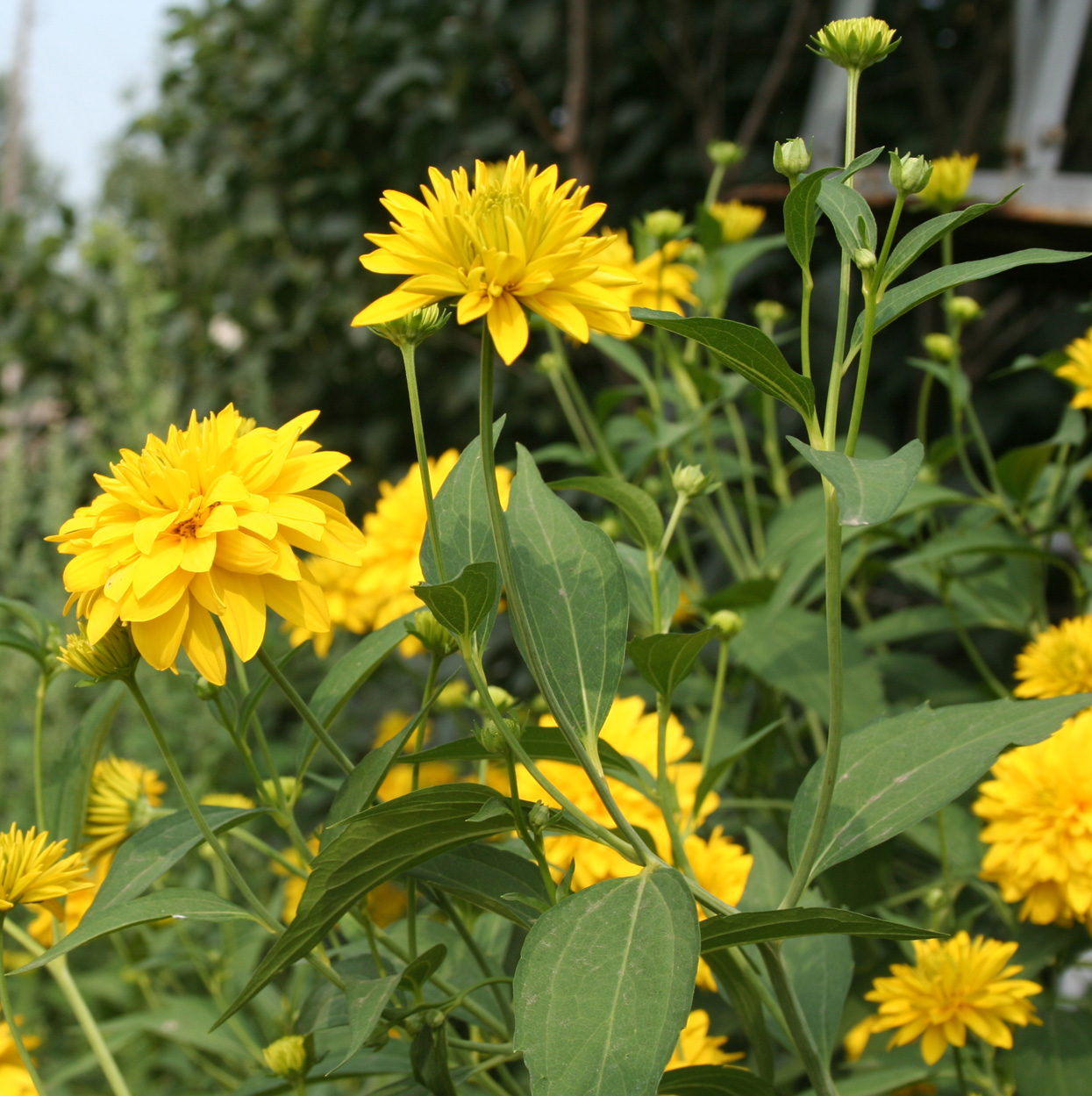 Изображение особи Rudbeckia laciniata var. hortensia.