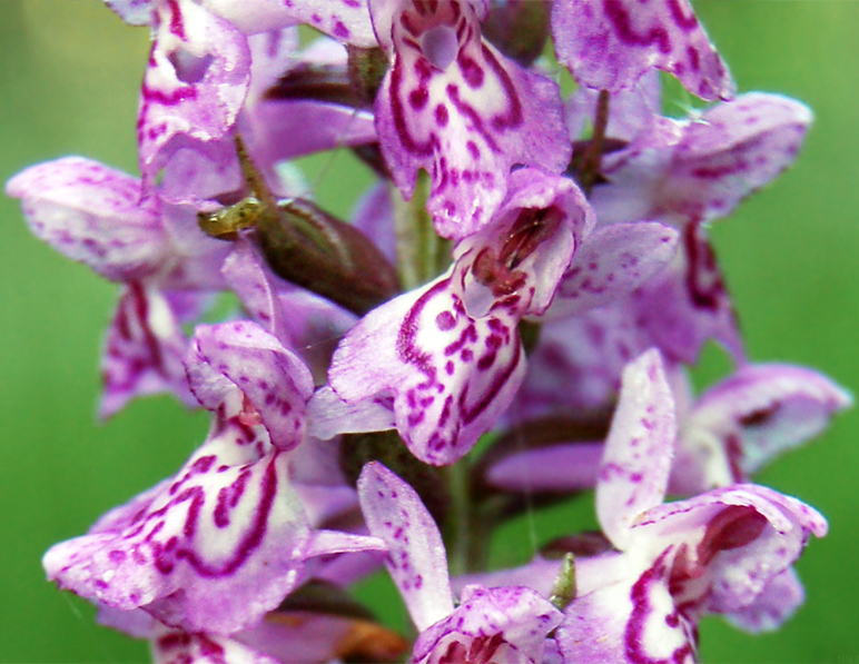 Image of Dactylorhiza × kerneriorum specimen.