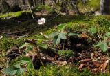 Potentilla micrantha. Цветущие растения. Адыгея, Майкопский р-н, окр. пос. Хамышки, склон горы Чёрный Шахан, высокий обрывистый правый берег р. Киша, дубово-буково-пихтовый лес, выс. ≈ 750 м н.у.м. 08.03.2016.