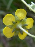 Potentilla heidenreichii. Цветок (вид со стороны чашечки). Челябинская обл., окр. г. Челябинск, Золотая горка, обочина дороги в берёзовом лесу. 24.08.2015.