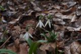 Galanthus woronowii