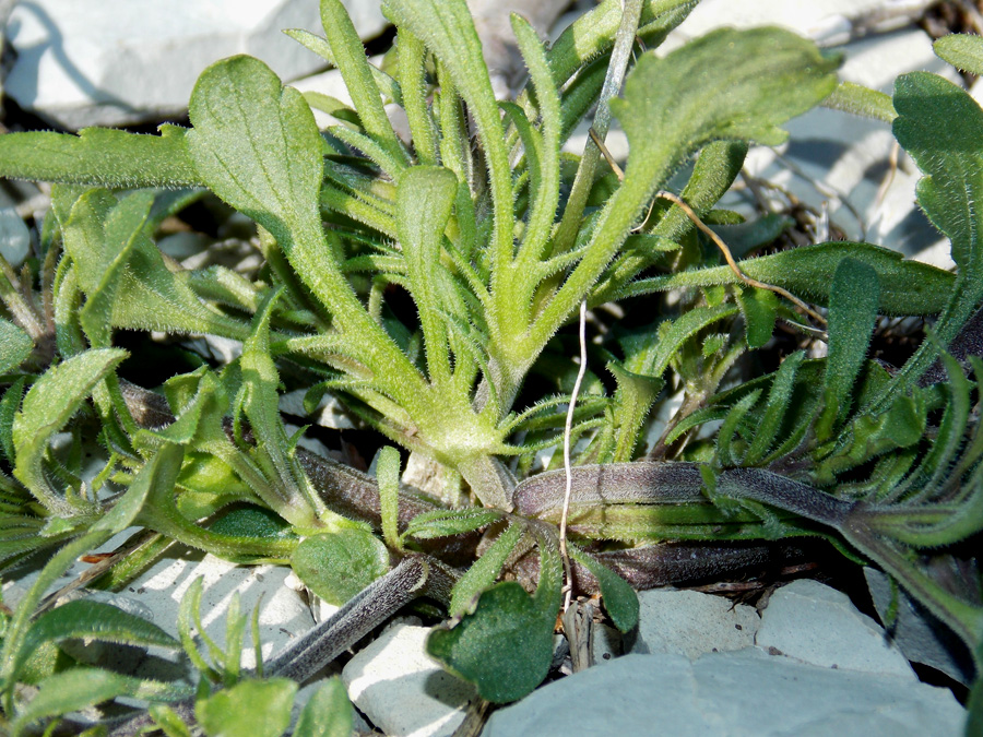 Image of Viola hymettia specimen.