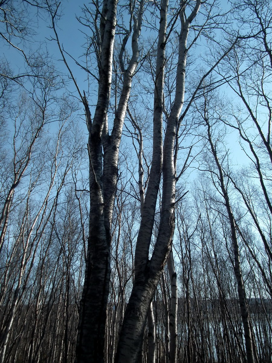 Image of Sorbus aucuparia specimen.