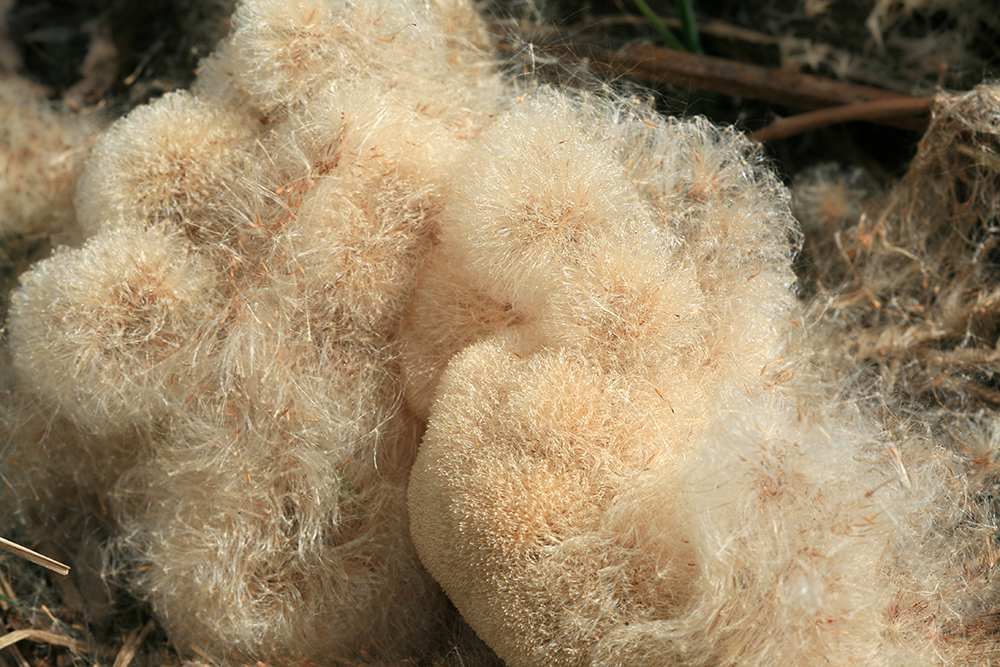 Изображение особи Typha latifolia.