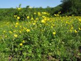 Ranunculus aleae