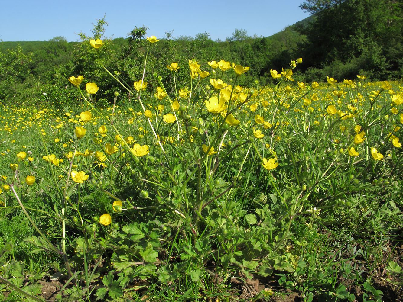 Image of Ranunculus aleae specimen.