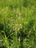 Bromopsis inermis