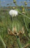 Crepis alpina