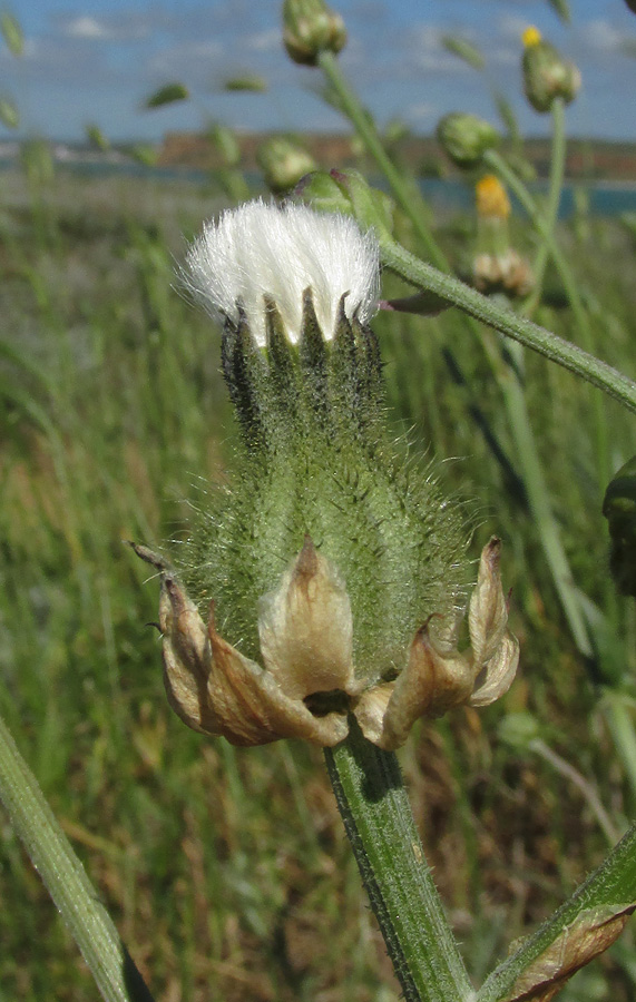 Изображение особи Crepis alpina.