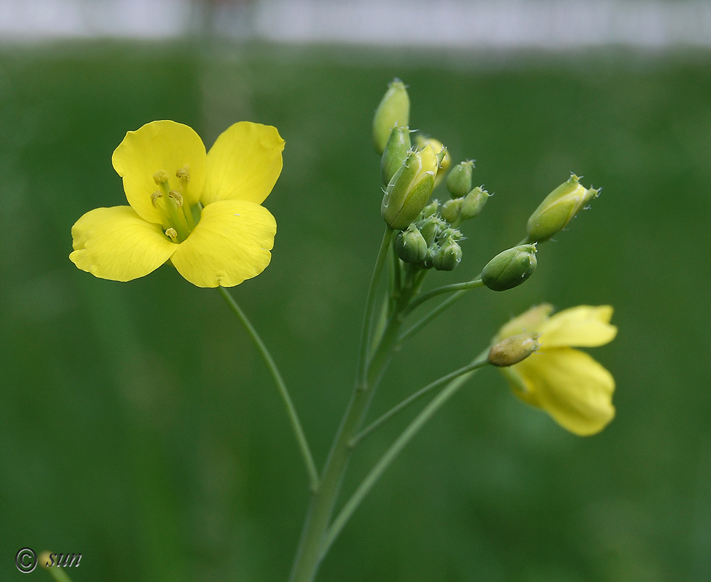 Image of Diplotaxis tenuifolia specimen.