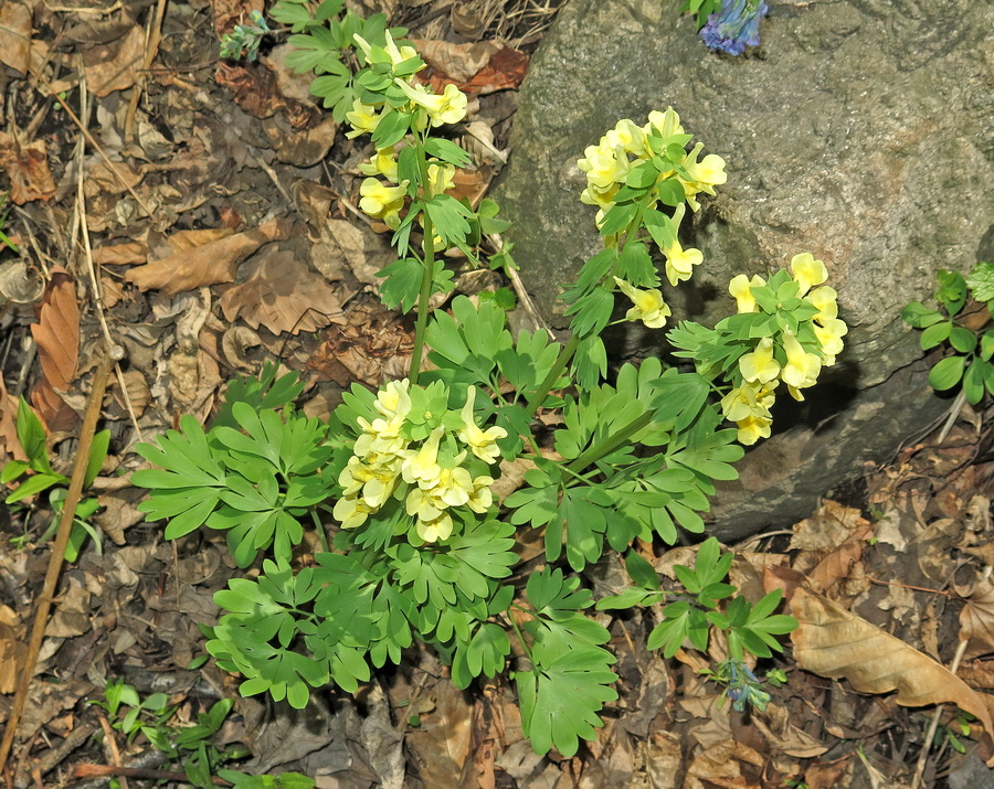 Image of Corydalis bracteata specimen.