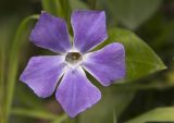 Vinca major. Цветок. Греция, Пелопоннес, г. Кипарисия, возле Кипариссийского замка. 21.03.2015.