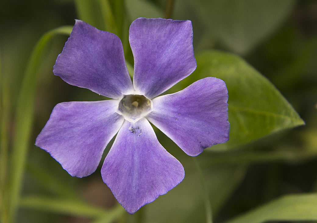 Изображение особи Vinca major.