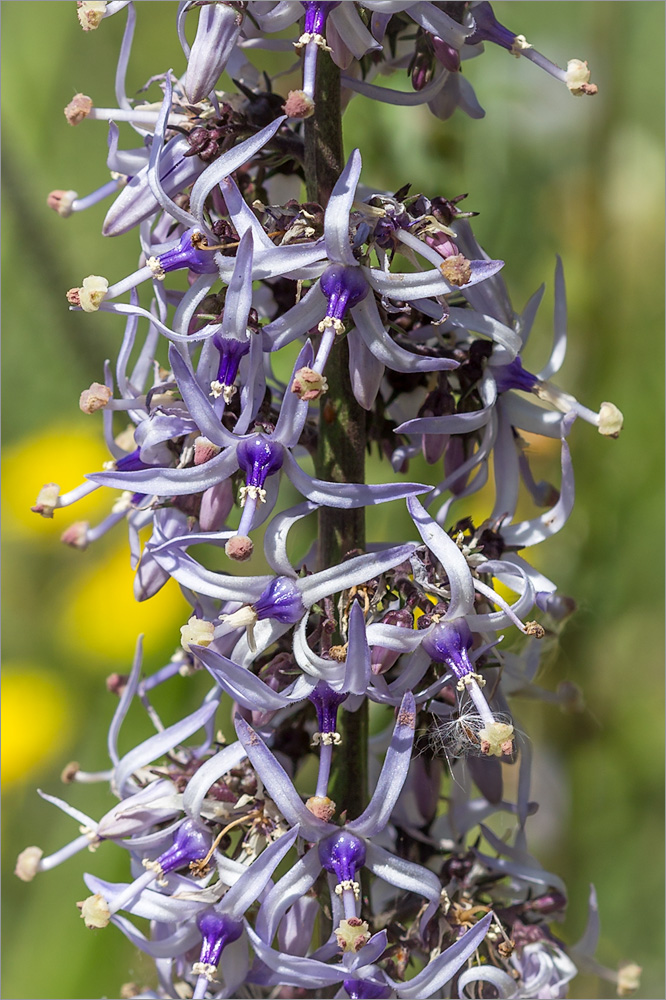 Image of Petromarula pinnata specimen.