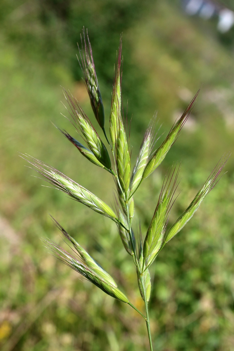 Изображение особи Bromus lanceolatus.