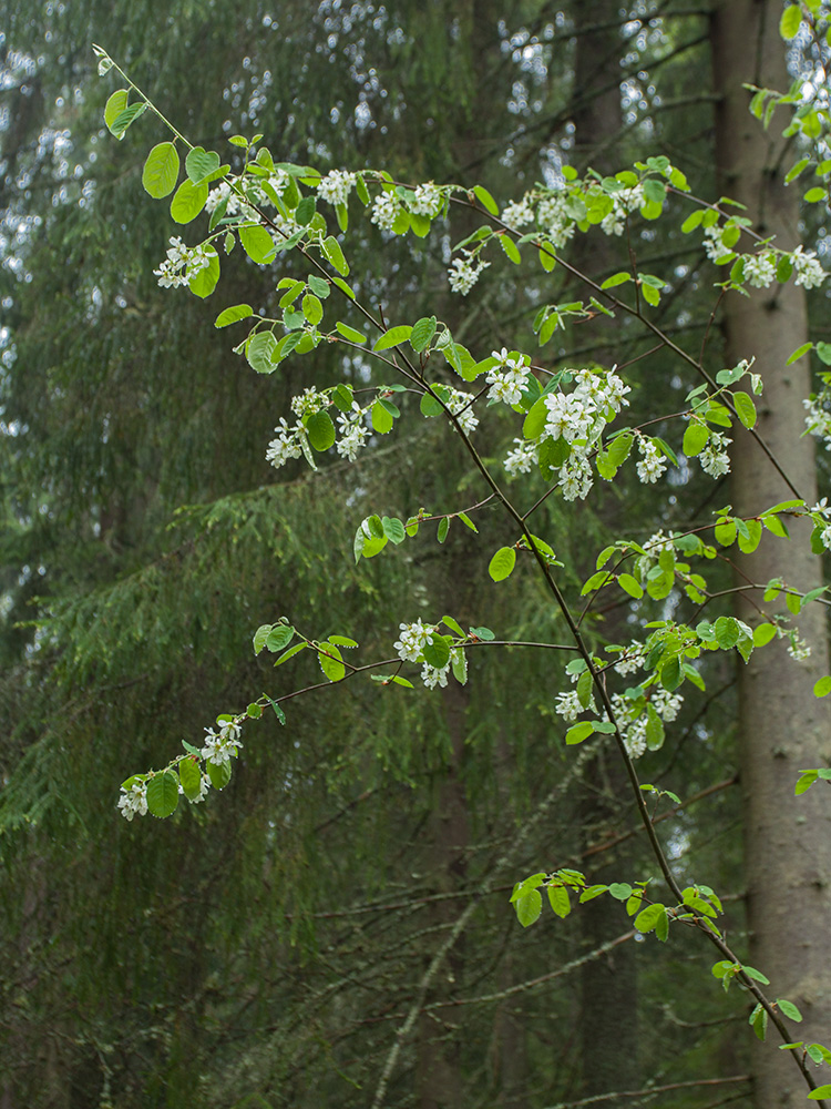 Image of Amelanchier spicata specimen.