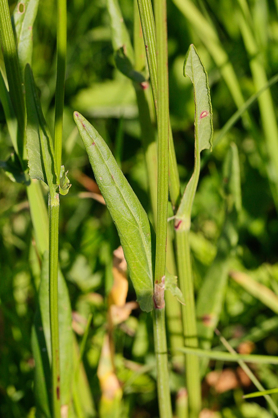 Изображение особи Rumex acetosa.