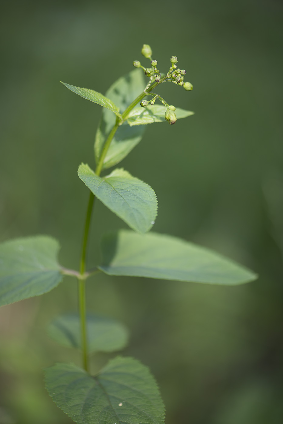 Изображение особи Scrophularia nodosa.