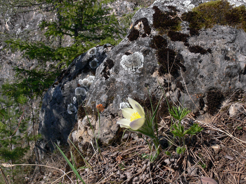 Изображение особи Pulsatilla uralensis.