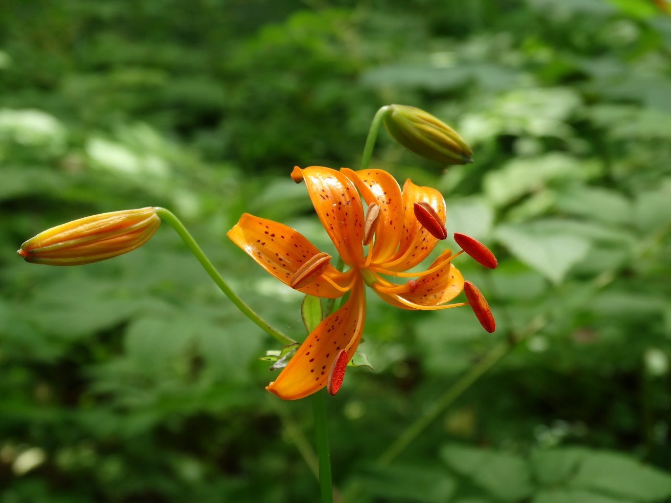 Изображение особи Lilium distichum.