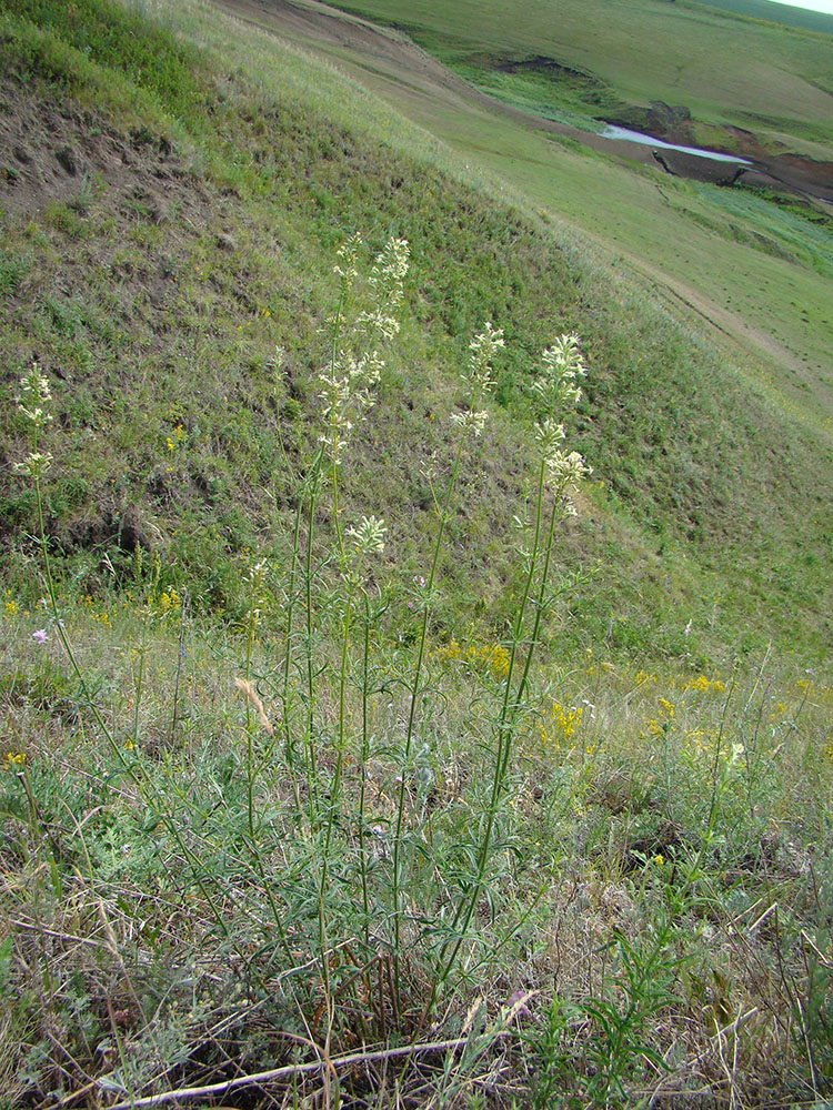 Image of Silene sibirica specimen.