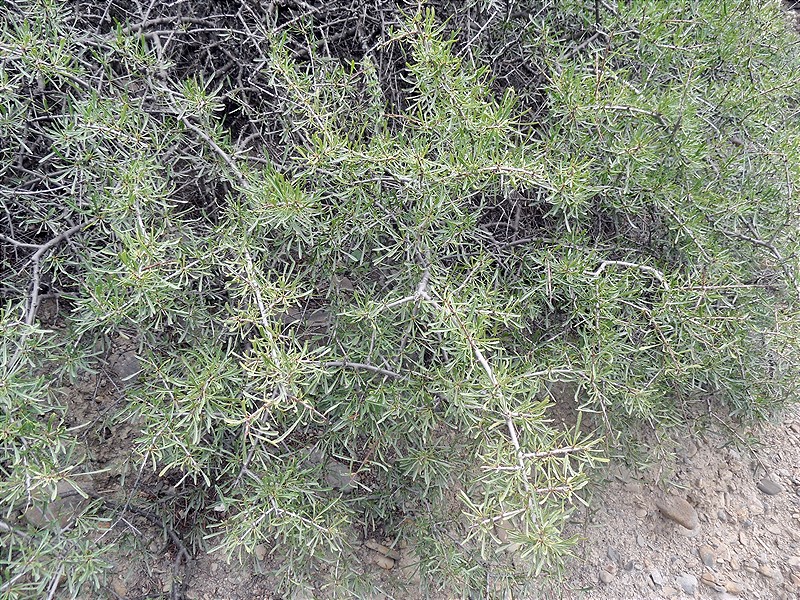 Image of Rhamnus erythroxyloides specimen.