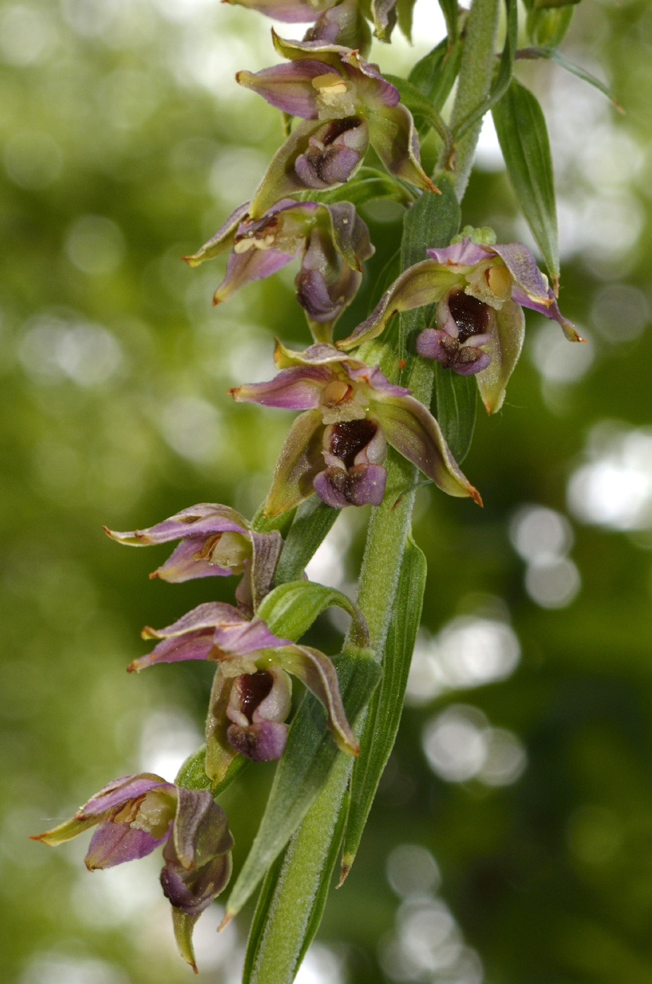 Изображение особи Epipactis helleborine.