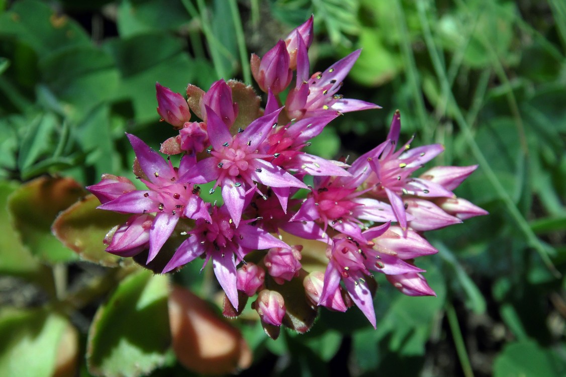 Изображение особи Sedum spurium.