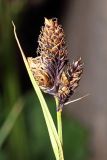 Carex melanantha