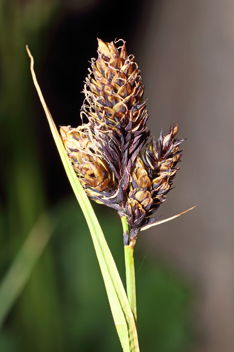 Изображение особи Carex melanantha.