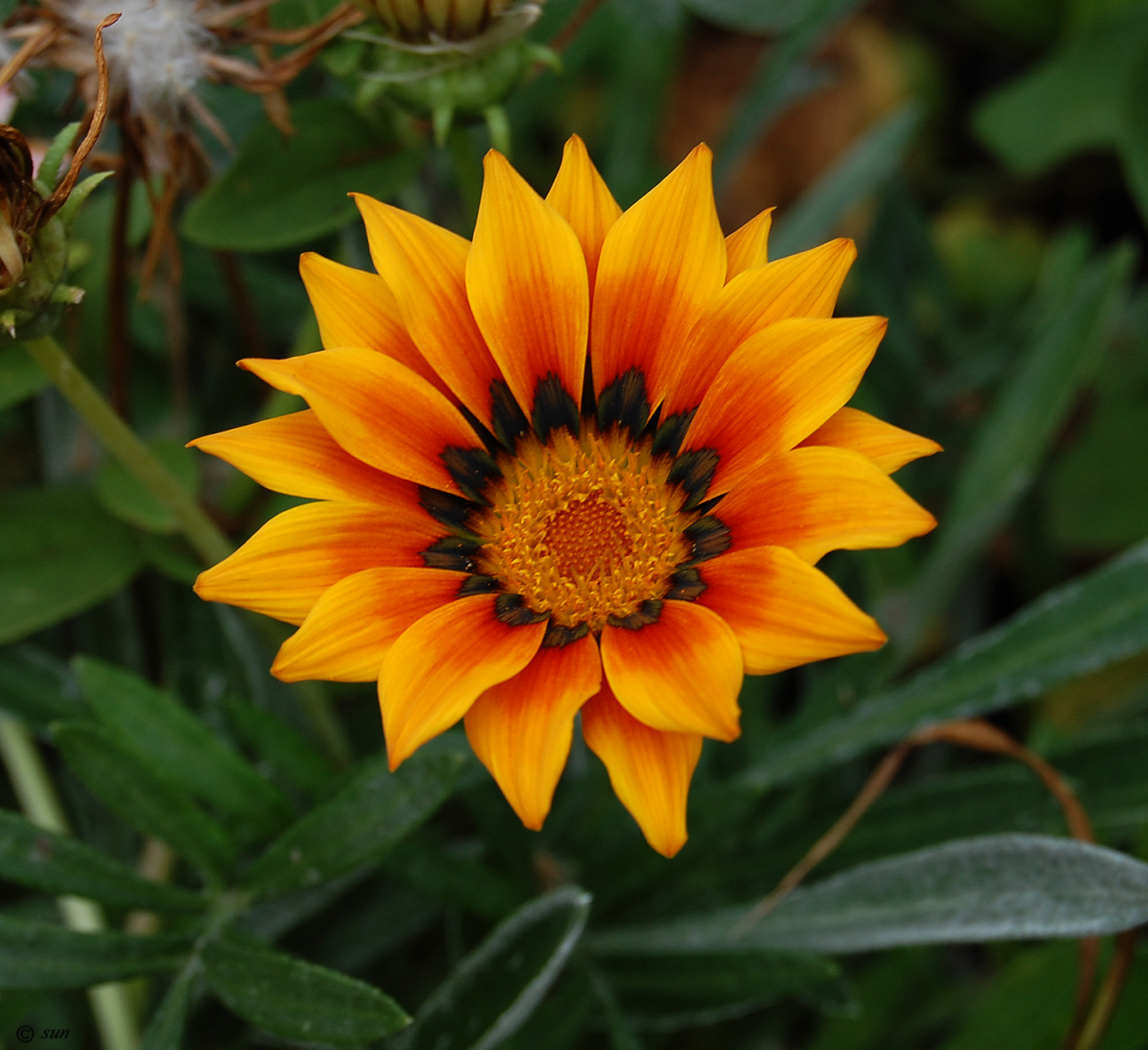 Image of Gazania × hybrida specimen.