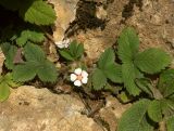 Potentilla micrantha