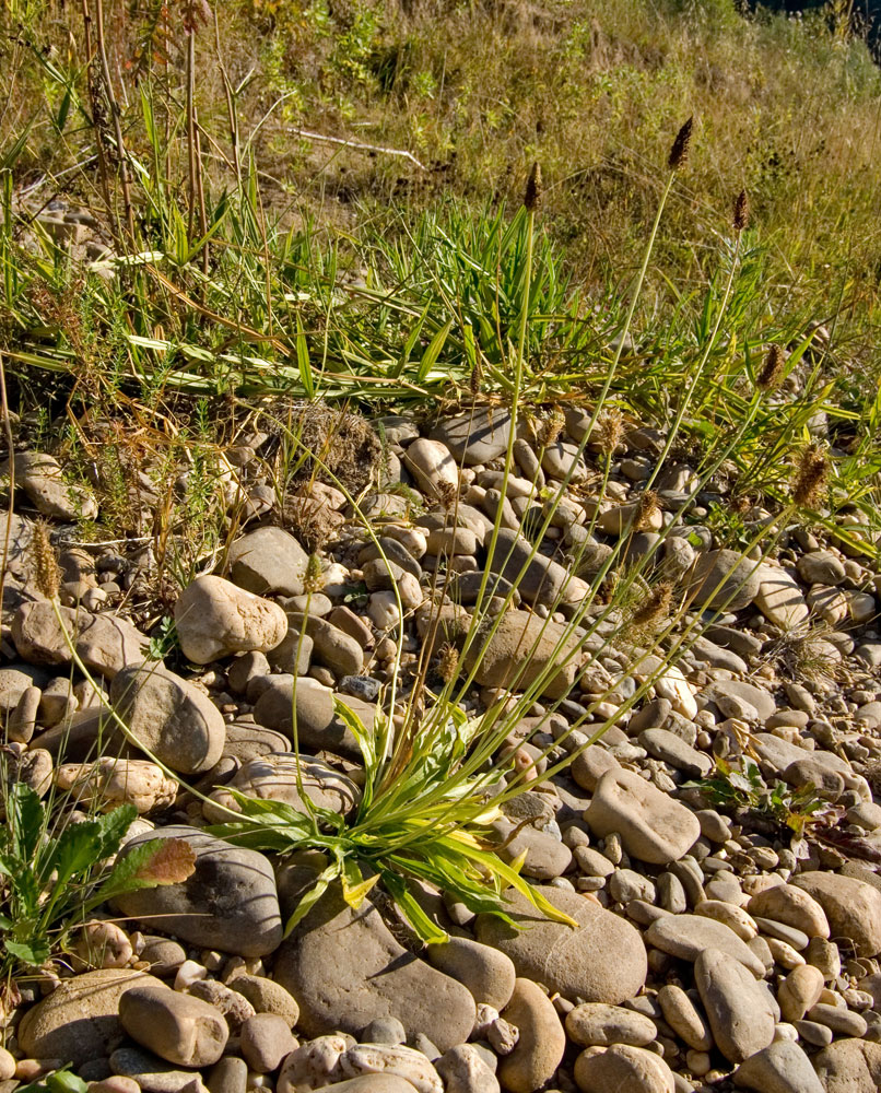 Image of Plantago lanceolata specimen.