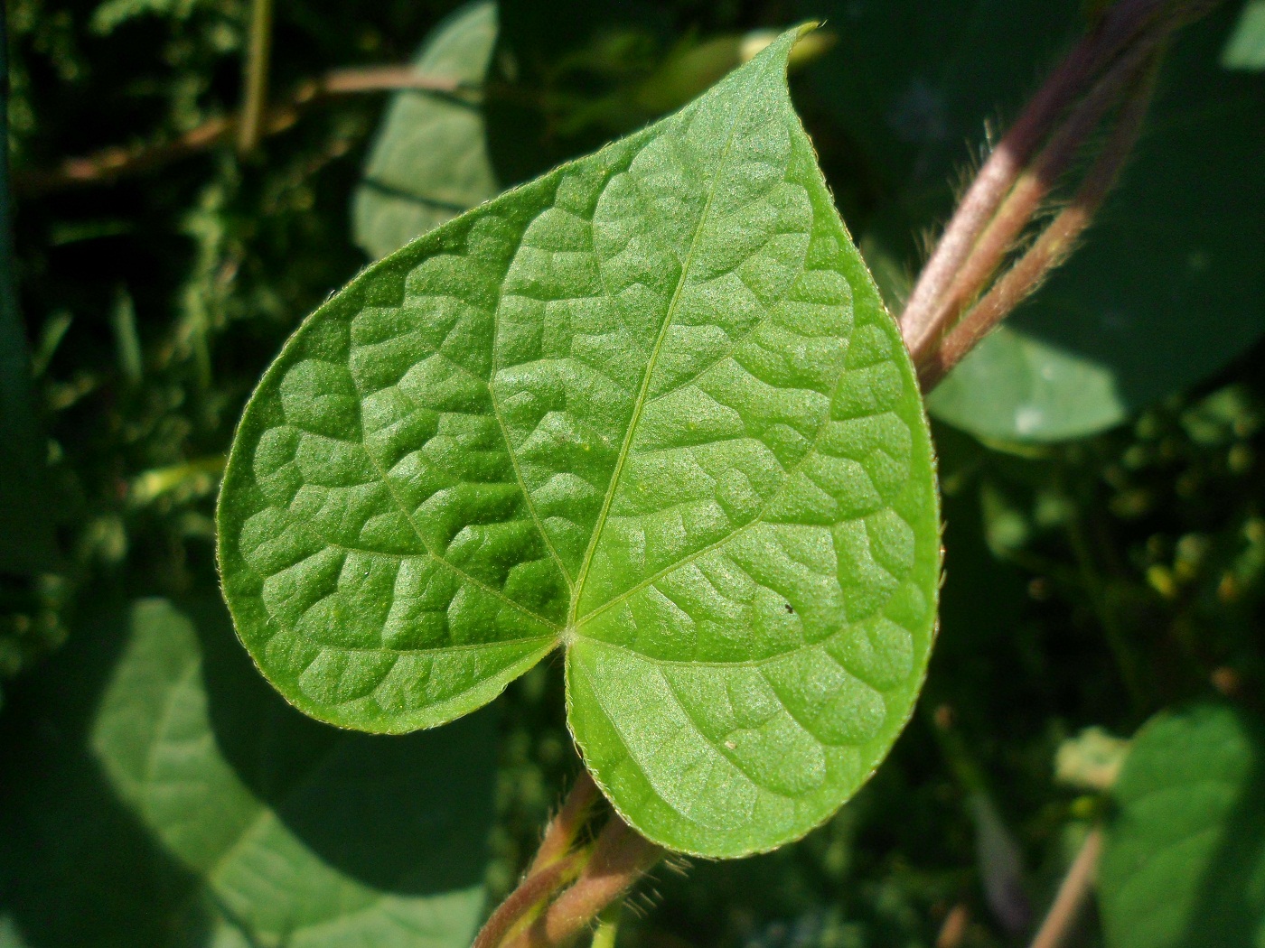 Image of Ipomoea purpurea specimen.