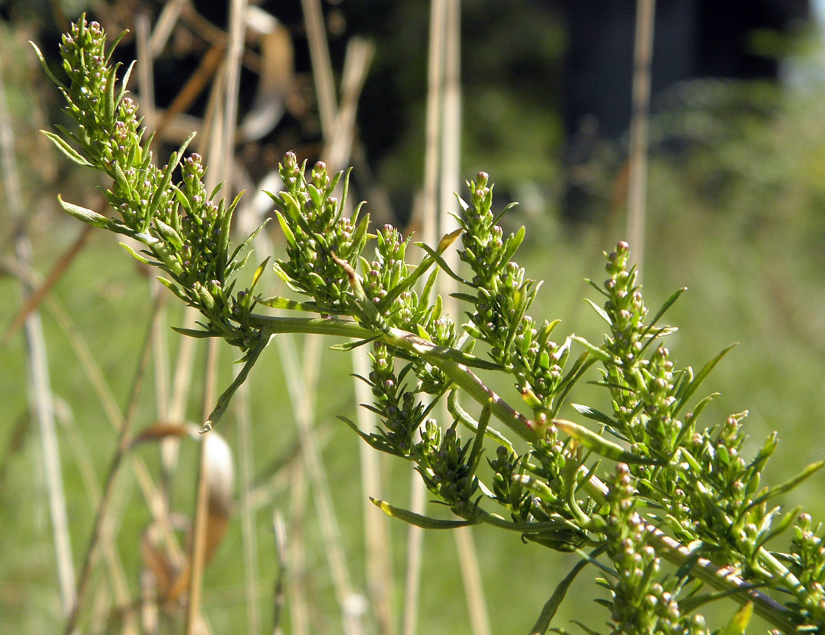 Image of Artemisia tournefortiana specimen.