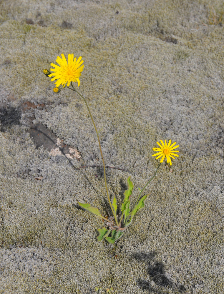 Image of genus Hieracium specimen.